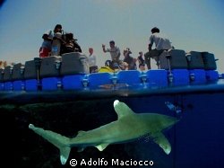 Ready for yor first dive!?!? by Adolfo Maciocco 